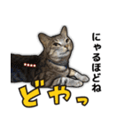 写真だけど漫画っぽい猫 Vol1（個別スタンプ：25）