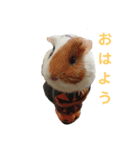 wanko⑤モルモット いろは（個別スタンプ：1）