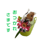 wanko⑤モルモット いろは（個別スタンプ：4）