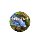 まゆみのさかな-日常にアクアリウムを♪-（個別スタンプ：3）