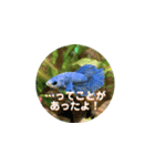 まゆみのさかな-日常にアクアリウムを♪-（個別スタンプ：7）