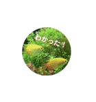 まゆみのさかな-日常にアクアリウムを♪-（個別スタンプ：10）
