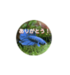まゆみのさかな-日常にアクアリウムを♪-（個別スタンプ：17）