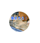 まゆみのさかな-日常にアクアリウムを♪-（個別スタンプ：19）