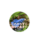 まゆみのさかな-日常にアクアリウムを♪-（個別スタンプ：21）