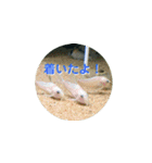 まゆみのさかな-日常にアクアリウムを♪-（個別スタンプ：24）
