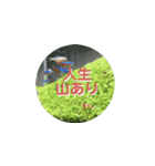 まゆみのさかな-日常にアクアリウムを♪-（個別スタンプ：35）