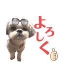 わんわんパラダイス③（個別スタンプ：1）