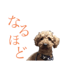 わんわんパラダイス③（個別スタンプ：6）