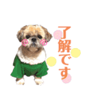 わんわんパラダイス③（個別スタンプ：7）