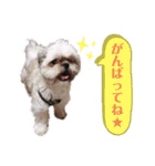 わんわんパラダイス③（個別スタンプ：9）