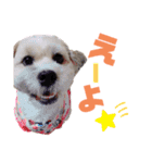 わんわんパラダイス③（個別スタンプ：15）