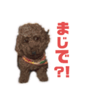 わんわんパラダイス③（個別スタンプ：18）