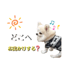チワワ チョコ ＆ ブルドック バット（個別スタンプ：2）