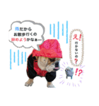 チワワ チョコ ＆ ブルドック バット（個別スタンプ：4）