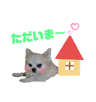 チワワ チョコ ＆ ブルドック バット（個別スタンプ：6）