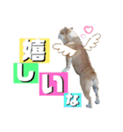 チワワ チョコ ＆ ブルドック バット（個別スタンプ：10）