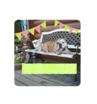 チワワ チョコ ＆ ブルドック バット（個別スタンプ：11）