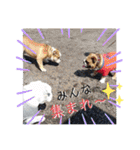 チワワ チョコ ＆ ブルドック バット（個別スタンプ：14）