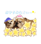 チワワ チョコ ＆ ブルドック バット（個別スタンプ：21）