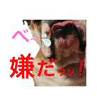チワワ チョコ ＆ ブルドック バット（個別スタンプ：24）