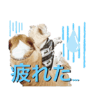 チワワ チョコ ＆ ブルドック バット（個別スタンプ：27）