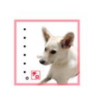 CHIRO's stump（個別スタンプ：2）