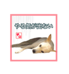 CHIRO's stump（個別スタンプ：3）