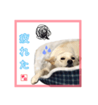 CHIRO's stump（個別スタンプ：4）