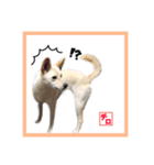 CHIRO's stump（個別スタンプ：5）