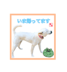 CHIRO's stump（個別スタンプ：7）