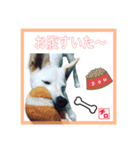 CHIRO's stump（個別スタンプ：8）