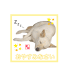 CHIRO's stump（個別スタンプ：9）