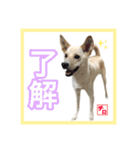 CHIRO's stump（個別スタンプ：10）