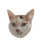 うちのななちゃん♡（個別スタンプ：3）