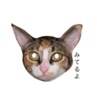 保護猫秋 part2（個別スタンプ：1）