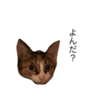 保護猫秋 part2（個別スタンプ：2）