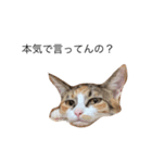 保護猫秋 part2（個別スタンプ：3）