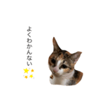 保護猫秋 part2（個別スタンプ：4）