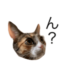 保護猫秋 part2（個別スタンプ：5）