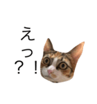 保護猫秋 part2（個別スタンプ：6）