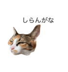 保護猫秋 part2（個別スタンプ：7）