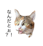 保護猫秋 part2（個別スタンプ：8）
