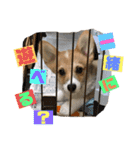 コーギー39（個別スタンプ：2）