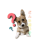コーギー39（個別スタンプ：3）