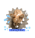 コーギー39（個別スタンプ：6）