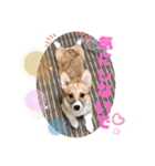 コーギー39（個別スタンプ：7）