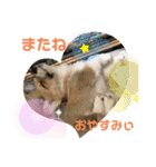 コーギー39（個別スタンプ：10）