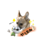 コーギー39（個別スタンプ：11）