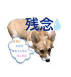 コーギー39（個別スタンプ：12）